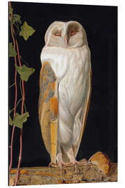 Print på aluminium William James Webbe - The White Owl