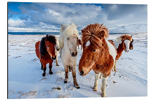 Stampa su alluminio icelandic horses in northern Iceland