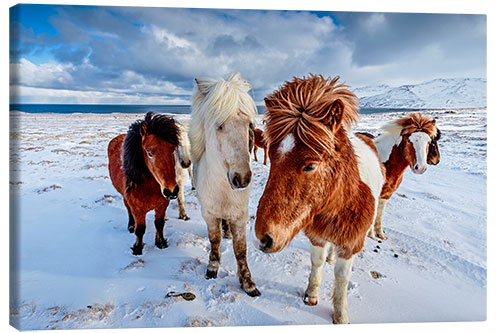 Tableau sur toile Chevaux dans le nord de l'Islande