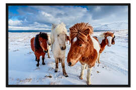 Gerahmter Kunstdruck Islandpferde in Nordisland