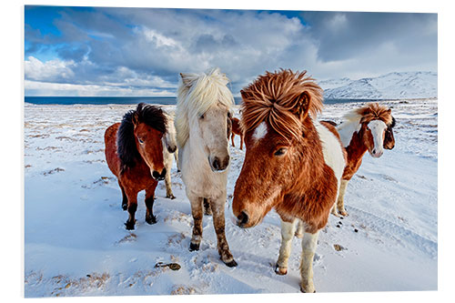 Foam board print icelandic horses in northern Iceland