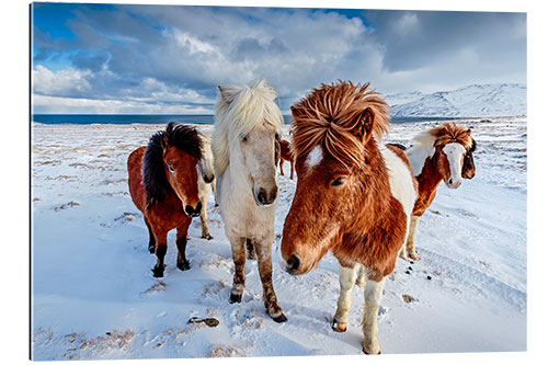 Cuadro de plexi-alu icelandic horses in northern Iceland