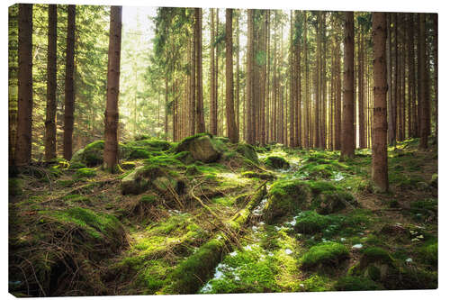 Leinwandbild Frühlingserwachen im Wald