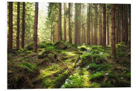 Foam board print Spring awakening in the forest