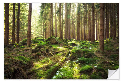 Självhäftande poster Spring awakening in the forest