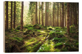 Obraz na drewnie  Spring awakening in the forest - Oliver Henze