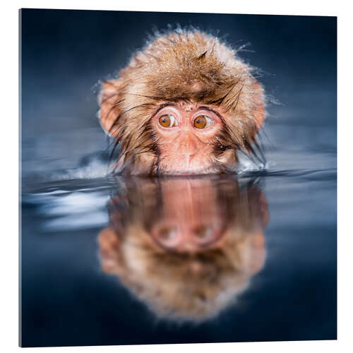 Obraz na szkle akrylowym Japanese Snow monkey bathing