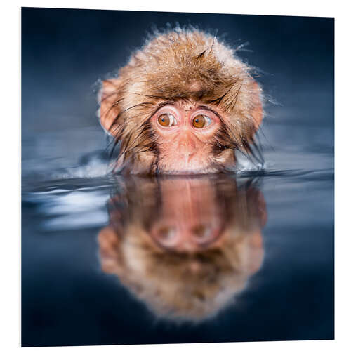 Stampa su PVC Japanese Snow monkey bathing