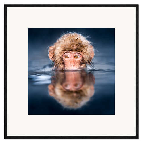Kehystetty taidepainatus Japanese Snow monkey bathing
