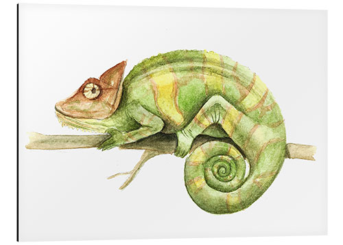 Aluminium print Chameleon