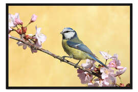 Gerahmter Kunstdruck Blaumeise auf einem Kirschzweig