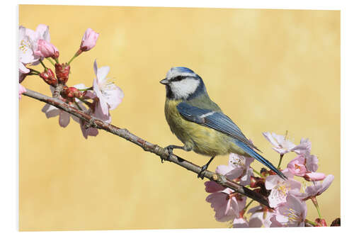 Foam board print Blue tit on a branch of cherry