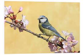 Foam board print Blue tit on a branch of cherry