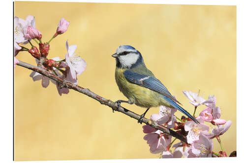 Galleritryck Blue tit on a branch of cherry