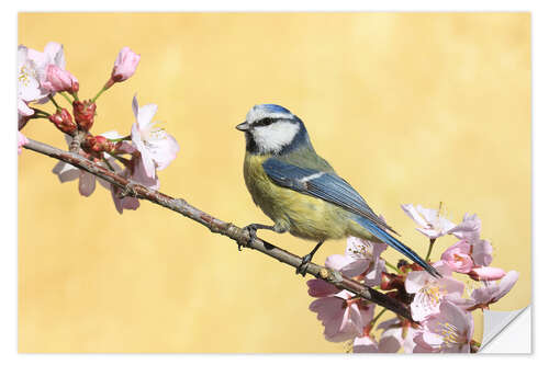 Selvklebende plakat Blue tit on a branch of cherry