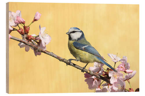 Wood print Blue tit on a branch of cherry