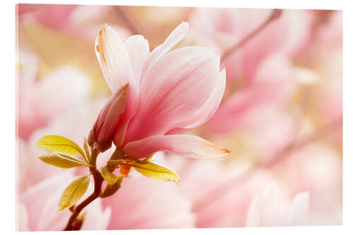 Acrylic print flowers