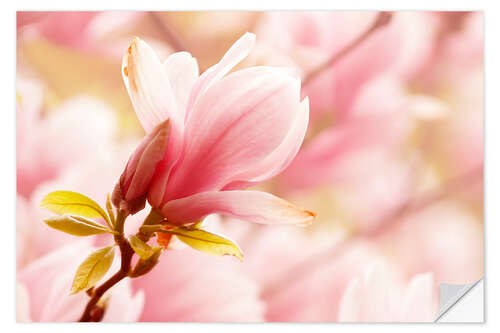 Vinilo para la pared flowers