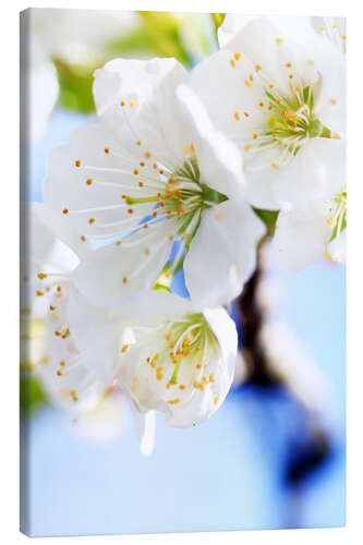 Leinwandbild Frühlingsblüte