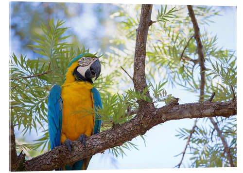 Acrylic print Macaw with yellow breast