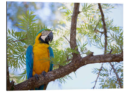 Aluminiumtavla Macaw with yellow breast