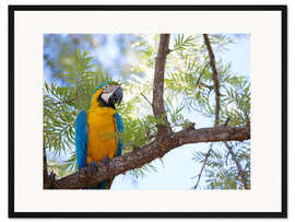 Gerahmter Kunstdruck Ara mit gelber Brust