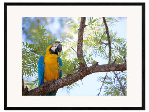 Impresión de arte enmarcada Guacamayo con pechuga amarilla
