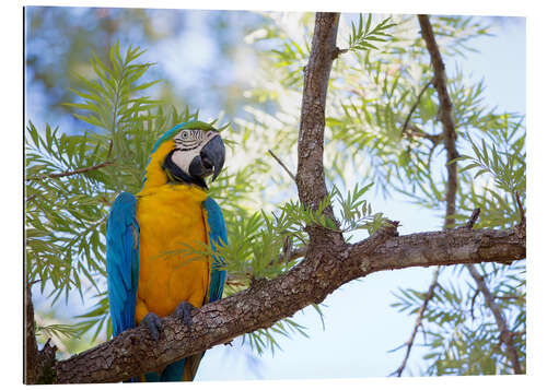 Gallery print Macaw with yellow breast