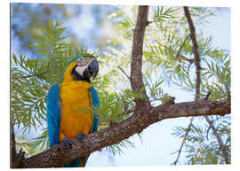 Galleritryck Macaw with yellow breast