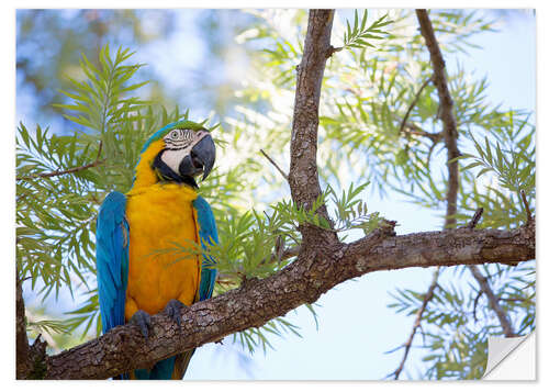 Naklejka na ścianę Macaw with yellow breast