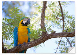 Selvklebende plakat Macaw with yellow breast