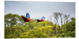 Print på skumplade Green-winged Macaws on journey