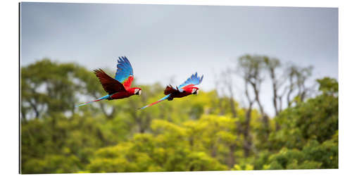 Galleritryk Green-winged Macaws on journey