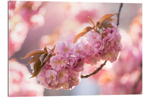 Tableau en plexi-alu Fleurs de cerisier du Japon, romantique