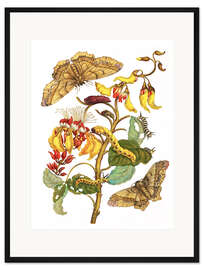 Gerahmter Kunstdruck Korallenbaum und Seidenspinner 