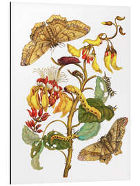 Magnettafel Korallenbaum und Seidenspinner 