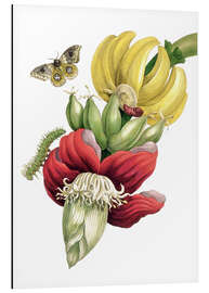 Aluminium print Flowering Banana and Automeris