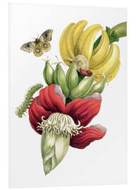 Foam board print Flowering Banana and Automeris