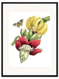 Gerahmter Kunstdruck Blühende Banane und Automeris