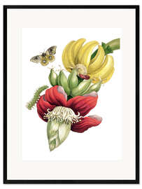Stampa artistica con cornice Fiori di banane e Automeris