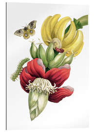 Gallery print Flowering Banana and Automeris