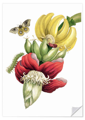 Selvklæbende plakat Flowering banana and Automeris