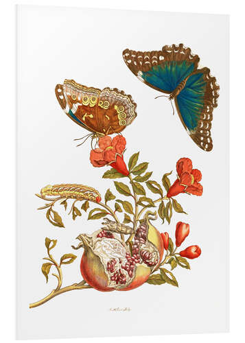 PVC-tavla Pomegranate and Menelaus Blue Morpho Butterfly