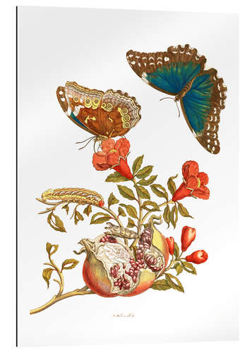 Gallery print Pomegranate and blue morpho