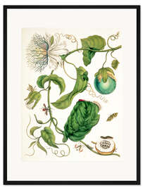 Gerahmter Kunstdruck Wassermelonenzweig