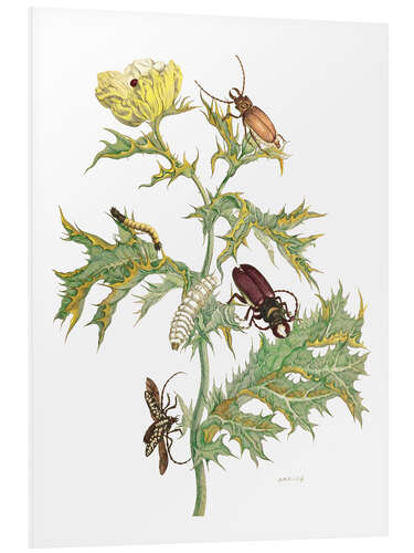 Foam board print Mexican Prickly Poppy and longhorn beetles