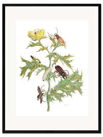 Impresión de arte enmarcada Mexican Prickly Poppy and longhorn beetles