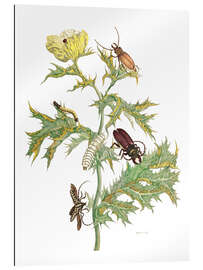 Gallery print Mexican Prickly Poppy and longhorn beetles