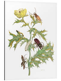 Magnettafel Mexikanischer Stachelmohn und Bockkäfer 