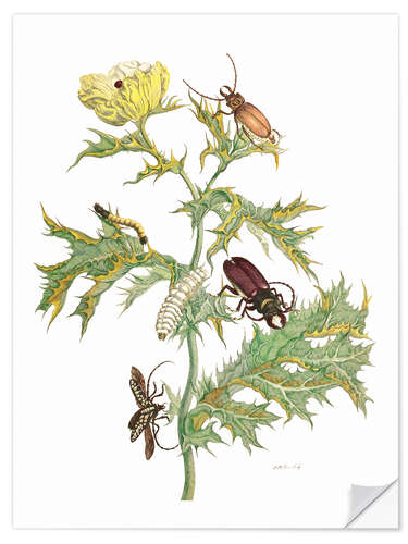 Självhäftande poster Mexican Prickly Poppy and longhorn beetles